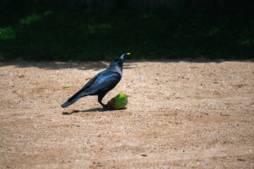 Black raven eating mango in the ground,