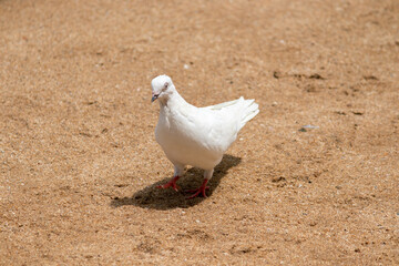White pigeon pecking and move forward on the brown sandy ground,