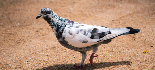 Colorful rock pigeon moves forward on the sandy ground in the middle of the hot day, casting dark shadow underneath the side view.