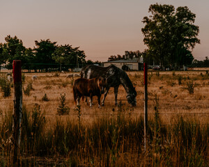 Horses together, white horse, brown horse, black and white horse, field, rural, nature animals