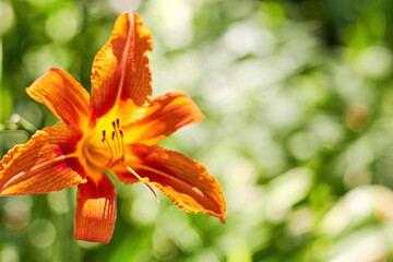 Lush orange lily bud and petals on the blurred green background. Floral backdrop with copy space for advertisement text