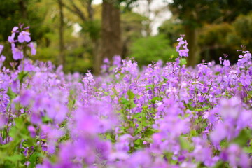Fototapeta premium 紫の花