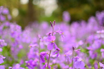 Fototapeta premium 紫の花