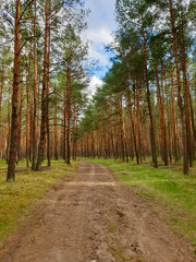 a road in a pine forest in the afternoon, poland