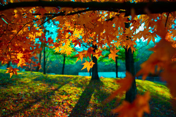 Obraz premium 가을 단풍나무 숲(Autumn maple forest)