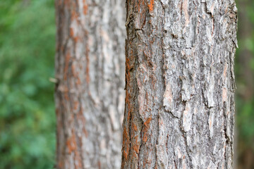 Pine tree trunks in the forest in summer