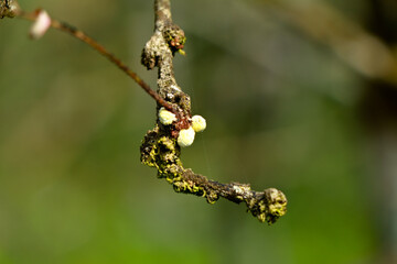 Sap – sucking insects on a gooseberry branch