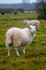 Obraz na płótnie Canvas Cotswold fields full of sheep in winter