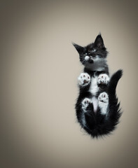 bottom view of a cute tuxedo maine coon kitten sitting on glass table with copy space
