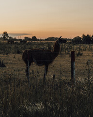 llama in the field, llama field animal, llama animal, llama fauna