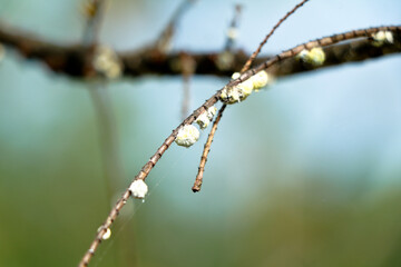 Sap – sucking insects on a gooseberry branch