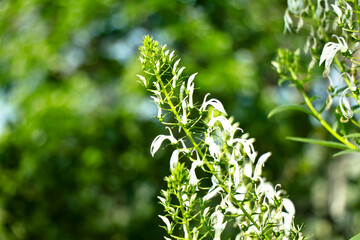 Obraz premium White color flowers of wild tobacco or Lobelia nicotianifolia