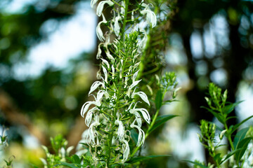 White color flowers of wild tobacco or Lobelia nicotianifolia