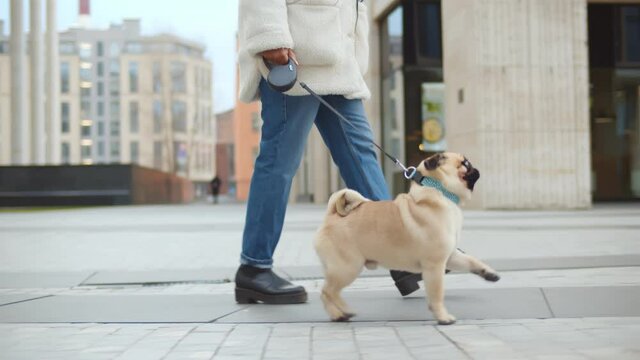 Dog walker strides with his pet on leash while walking at street pavement