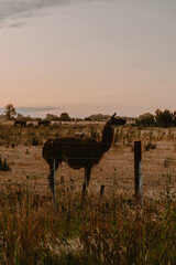 llama in the field, llama field animal, llama animal, llama fauna