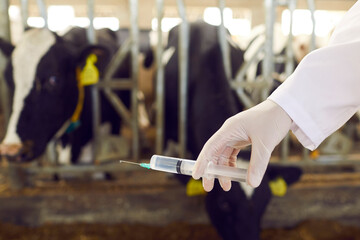 Closeup of veterinarian's hand with syringe against blurred background of farm barn with cows