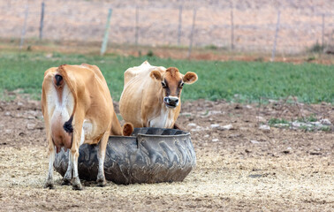 Cows eating and drinking from used tyre, South Africa