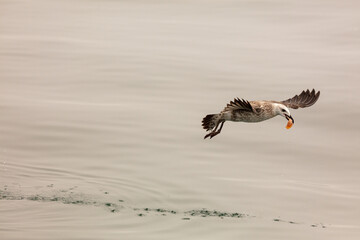 Juvenile kelp gull catching food in the sea, South Africa