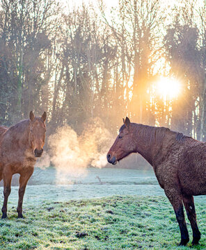 Horses standing in an English Cotswolds field as the sunsets in the Winter