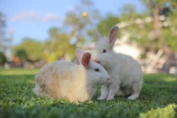 white rabbit on grass