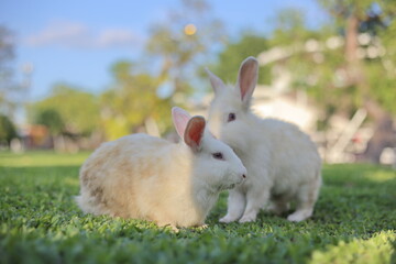 white rabbit on grass