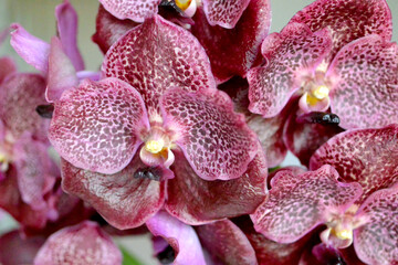 Bouquet of beautiful orchid vanda  on gray background.