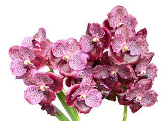 Bouquet of beautiful orchid vanda with leaves isolated on white background.