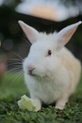 handsome rabbit