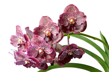 Fototapeta premium Bouquet of beautiful orchid vanda with leaves isolated on white background.