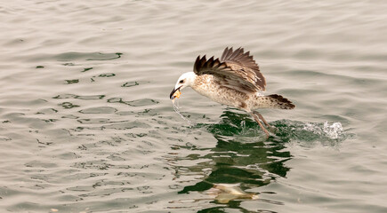 Juvenile kelp gull catching food in the sea, South Africa