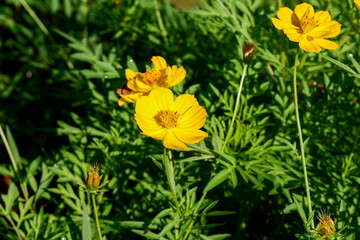 pretty yellow flowers in bloom