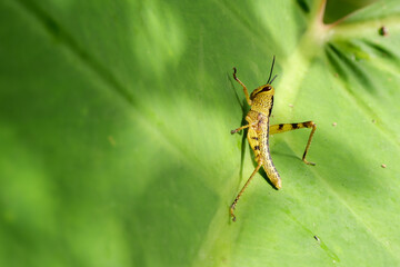 macro green grasshopper pests in plantations