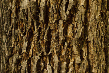 Nature background natural Wood texture. Aging skin