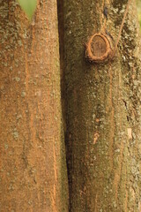 Nature background natural Wood texture. Aging skin