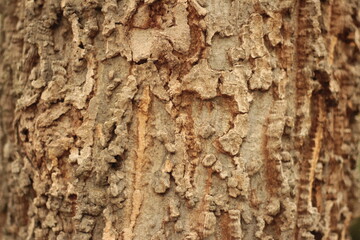 Nature background natural Wood texture. Aging skin