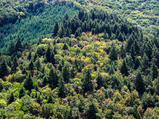 forêt dans le Beaujolais en France