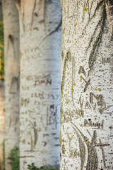 hand-scrawled tree trunks in line. Natural texture.