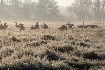 Wildgänse auf der Wiese bei Sonnenaufgang im Nebel.