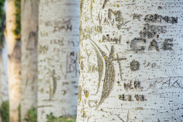 hand-scrawled tree trunks in line. Natural texture.