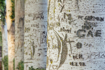 hand-scrawled tree trunks in line. Natural texture.