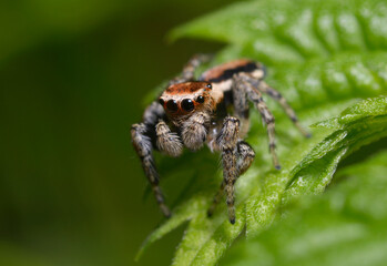 Jumping spider, Salticidae, sitting on a leaf in a forest