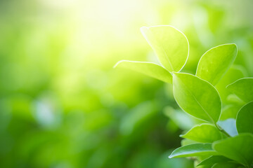 Close up fresh nature view of green leaf on blurred greenery background in garden with copy space using as background, natural green plants landscape, ecology, fresh wallpaper concept.