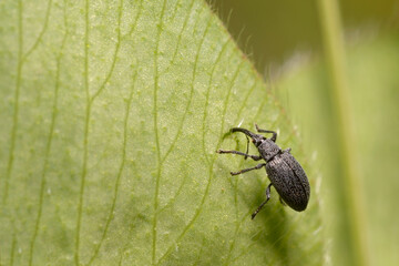 Weevil eating green leaf