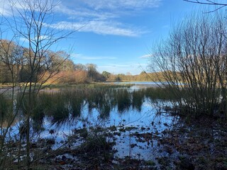A view of Brown Moss Nature Reserve near Whitchurch