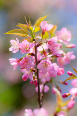 Branch of Prunus Kanzan cherry. Pink double flowers and green leaves in the blue sky background, close up. Prunus serrulata, flowering tree, called as Kwanzan, Sekiyama cherry, Japanese cherry, Sakura