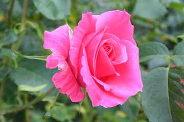 Beautiful aroma garden rose on a green background. Stock illustration for your romantic design.