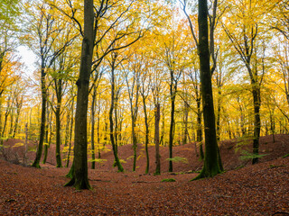Autumn in the forest