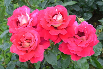 Beautiful aroma garden rose on a green background. Stock illustration for your romantic design.