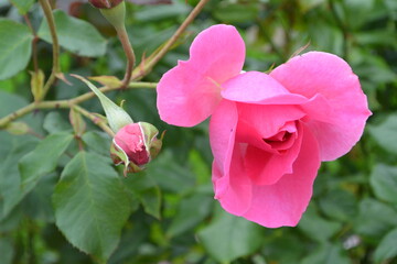 Obraz premium Beautiful aroma garden rose on a green background. Stock illustration for your romantic design.