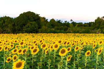 Obraz premium A glittering yellow sunflower field and golden sky in the evening
